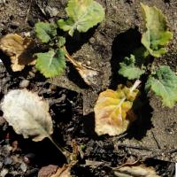 Stunted young plants with discoloured older leaves that die back 