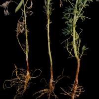 Roots may look normal before death