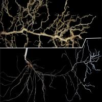 Cereal roots may be visibly thickened and compressed.