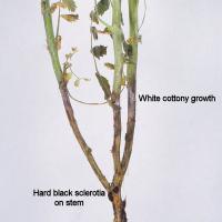 Sclerotinia stem rot infected chickpea