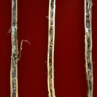 Stem rot sclerotes packed inside infected lupin stems