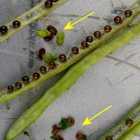 Late frost causes shrivelled seed that may retain its green colour and affect oil quality