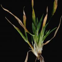 Emerging seedlings have many spiky stunted tillers