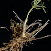 Plant that has germinated within embedded stubble 
