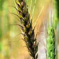 Septoria nodorum blotch infected a wheat head is known as Glume Blotch