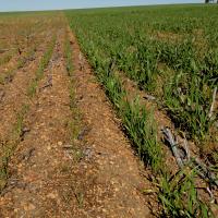Stunted early growth with reduced tillers