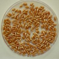 Shrivelled grain