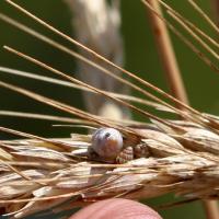 Small pointed snails hiding in wheat head.