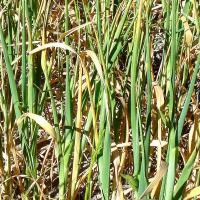 Leaves furled older leaf death