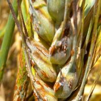 Orange stem rust pustules infecting a wheat head