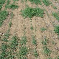 Staggered crop and weed germination typifies these soils