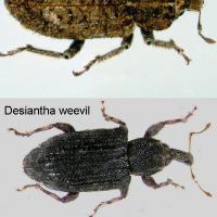 Vegetable weevil (top), desiantha weevil