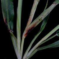 Leaf sheath and associated stem may be affected.