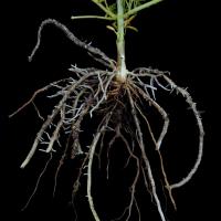 Poor nodulation, reduced taproot, brownish roots