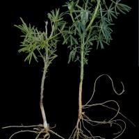 Pale plants with thinner stems, fewer laterals and poorly branched roots with few if any nodules