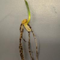 Burst coleoptile in metalochlor damaged wheat