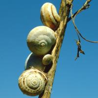 White italian snail