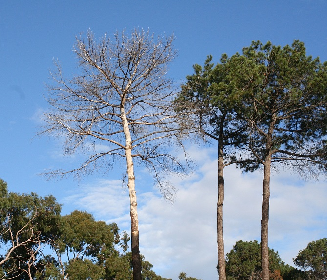 Pinus pinaster