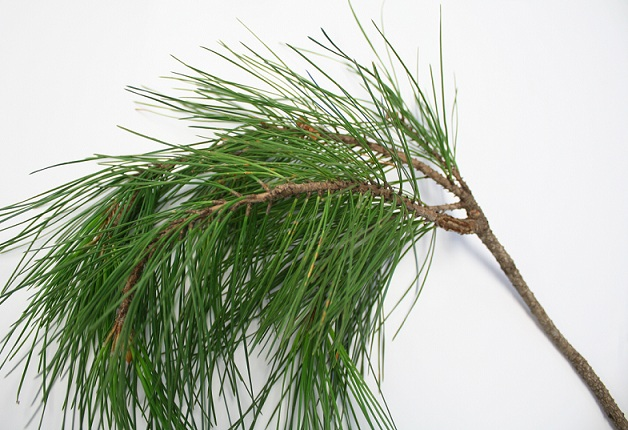 Pine tree foliage