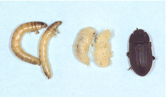 larvae identification