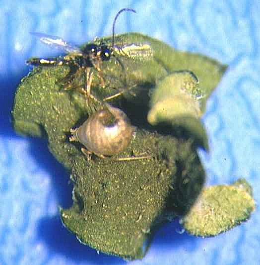 Aphid wasp parasite Aphid wasp parasitising green peach aphid