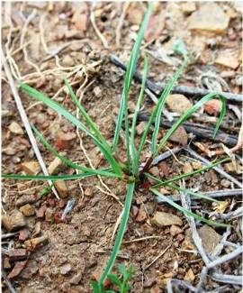 Annual ryegrass