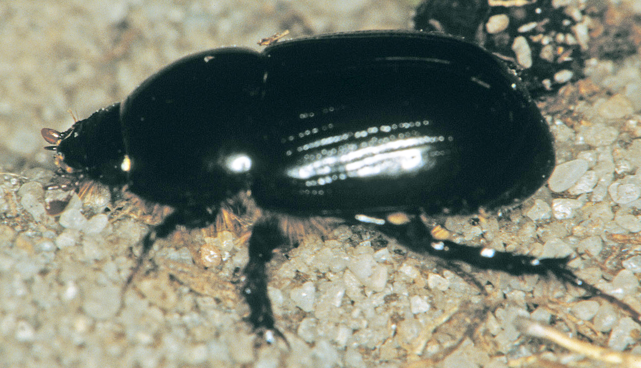 Black Beetle Identification Chart
