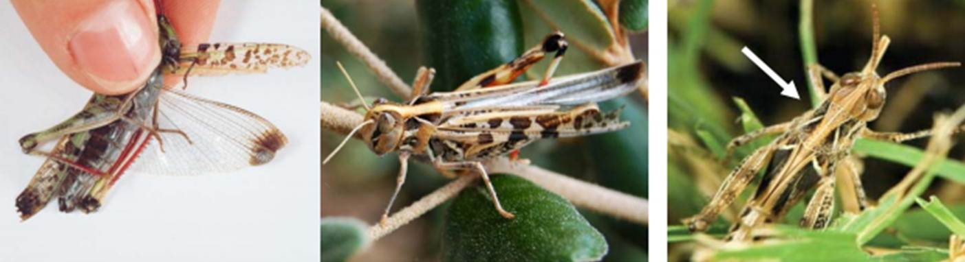 Three Australian plague locusts, showing identifying features including the dark spot on the wing, red coloured inner hind legs, and the x-shaped marking on the thorax.