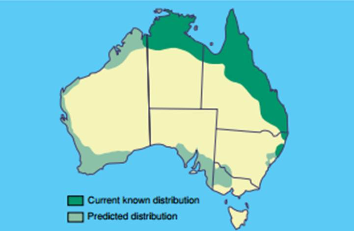 Map showing the current distribution of the cane toad in north eastern Australia and predicted distribution in north western and souther Australia.