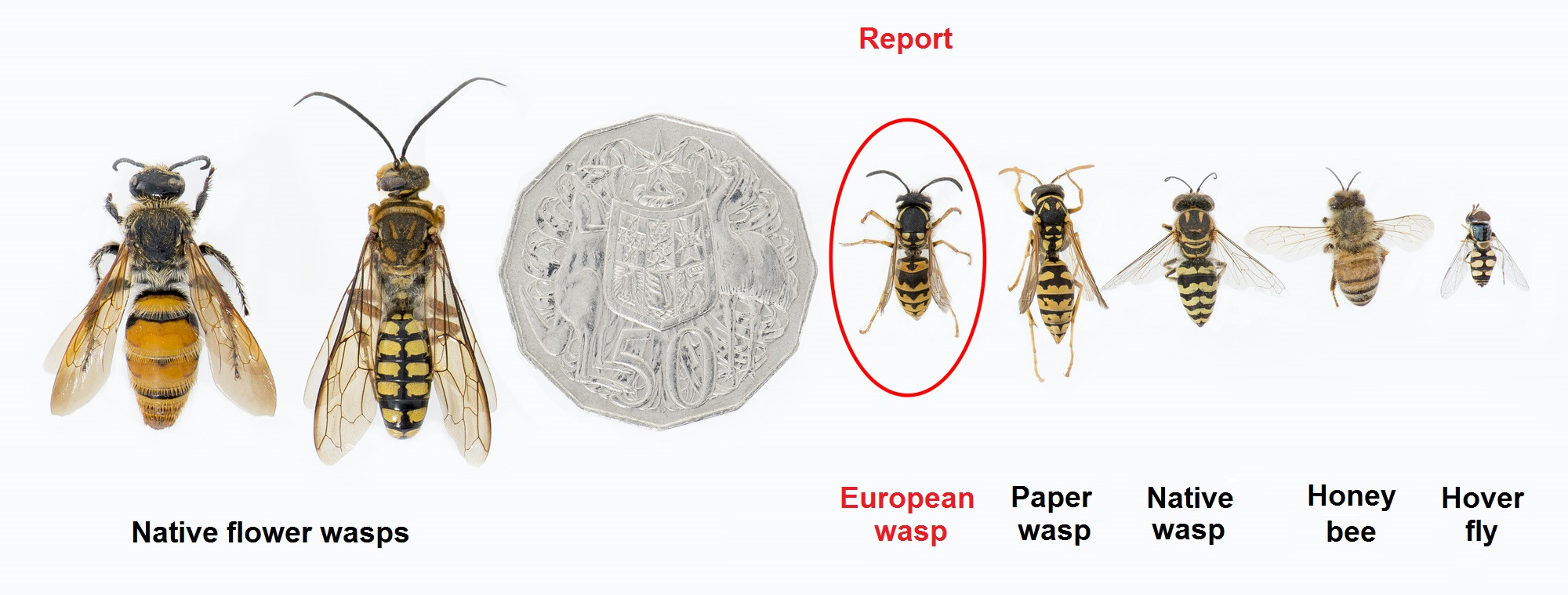 Paper Wasp Identification Chart