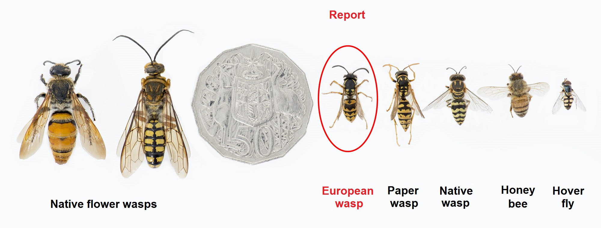 Wasp Identification Chart