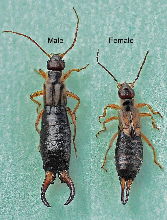 European earwig Agriculture and