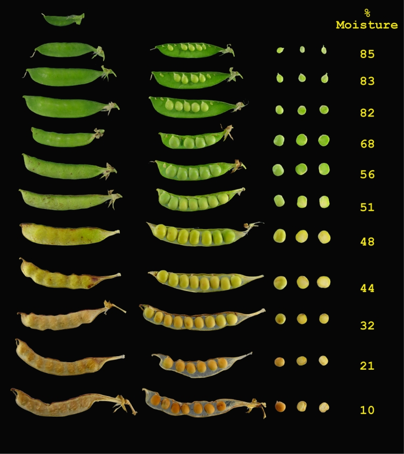 Estimating seed moisture content by seed colour