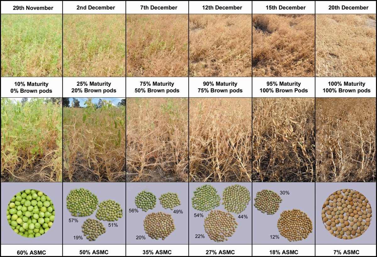  Appearance of crop, pods and seed at a range of seed moisture contents