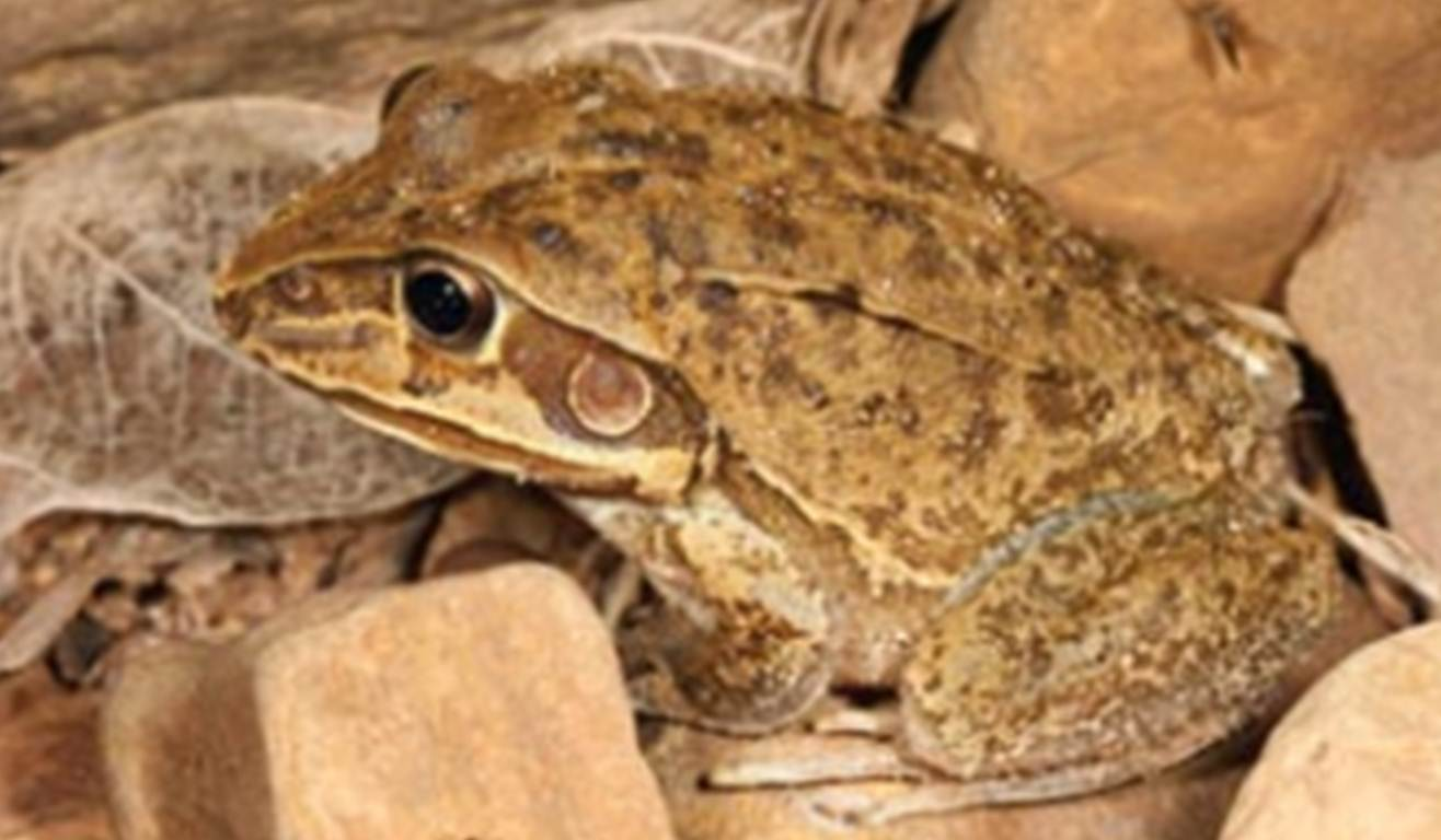 Giant frog Giant frog