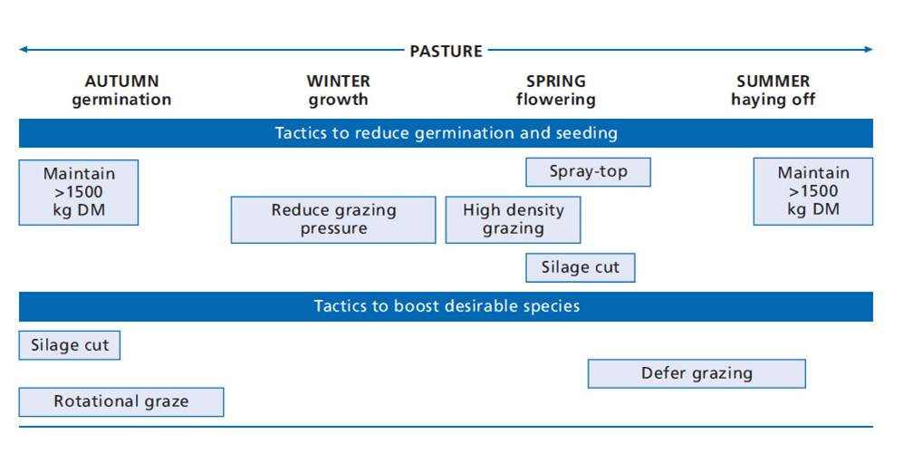 Timeline for the implementation of tactics for management of annual grass weeds in pastures