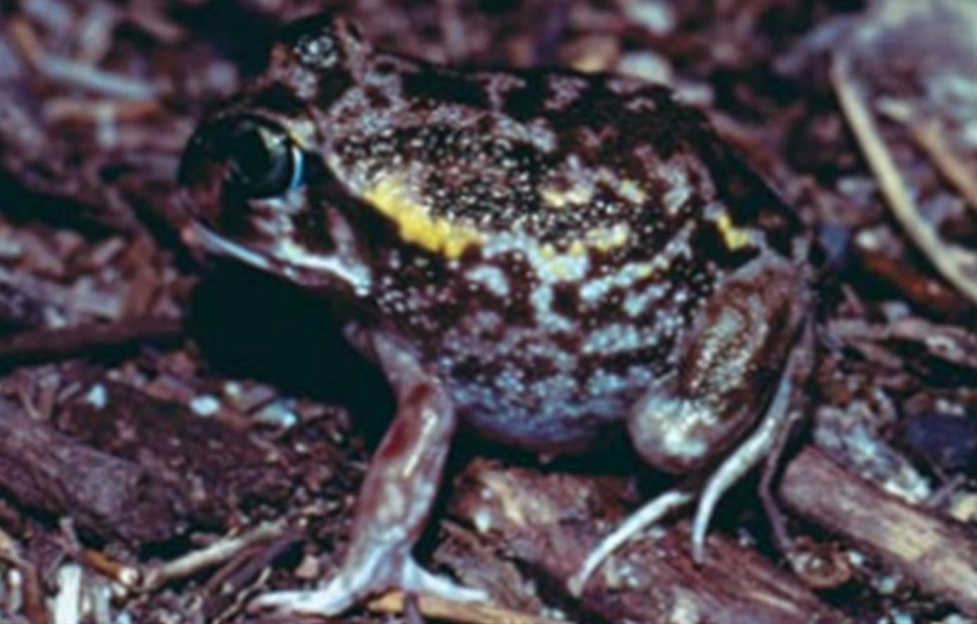 Moaning frog Moaning frog