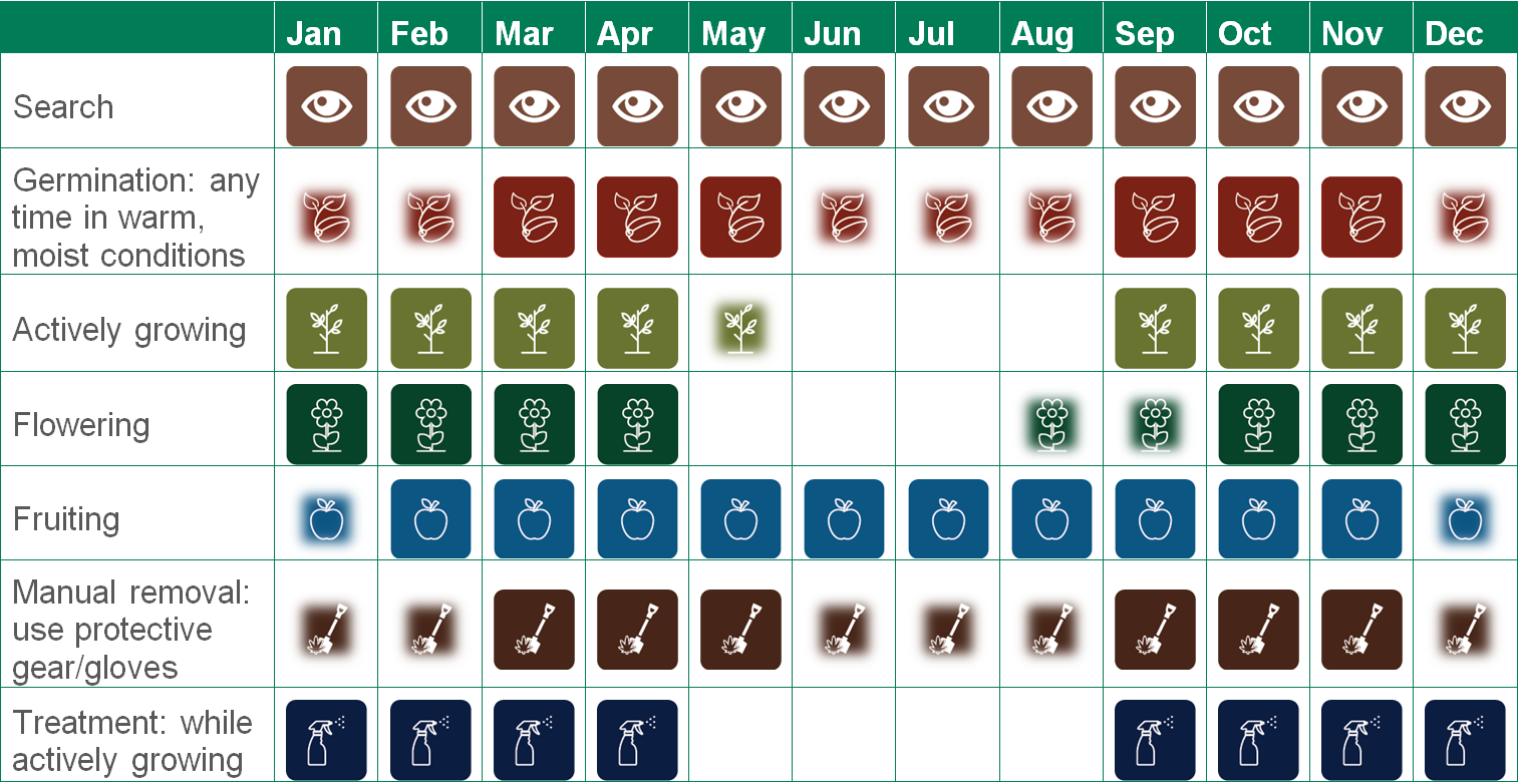 Alt text: Table displays: Search Jan-Dec. Germination Mar-May, Sep-Nov. Actively growing Sep-Oct. Flowering Oct-Apr. Fruiting: Feb-Nov. Manual removal Mar-May, Sep-Nov. Treatment Sep-Apr.