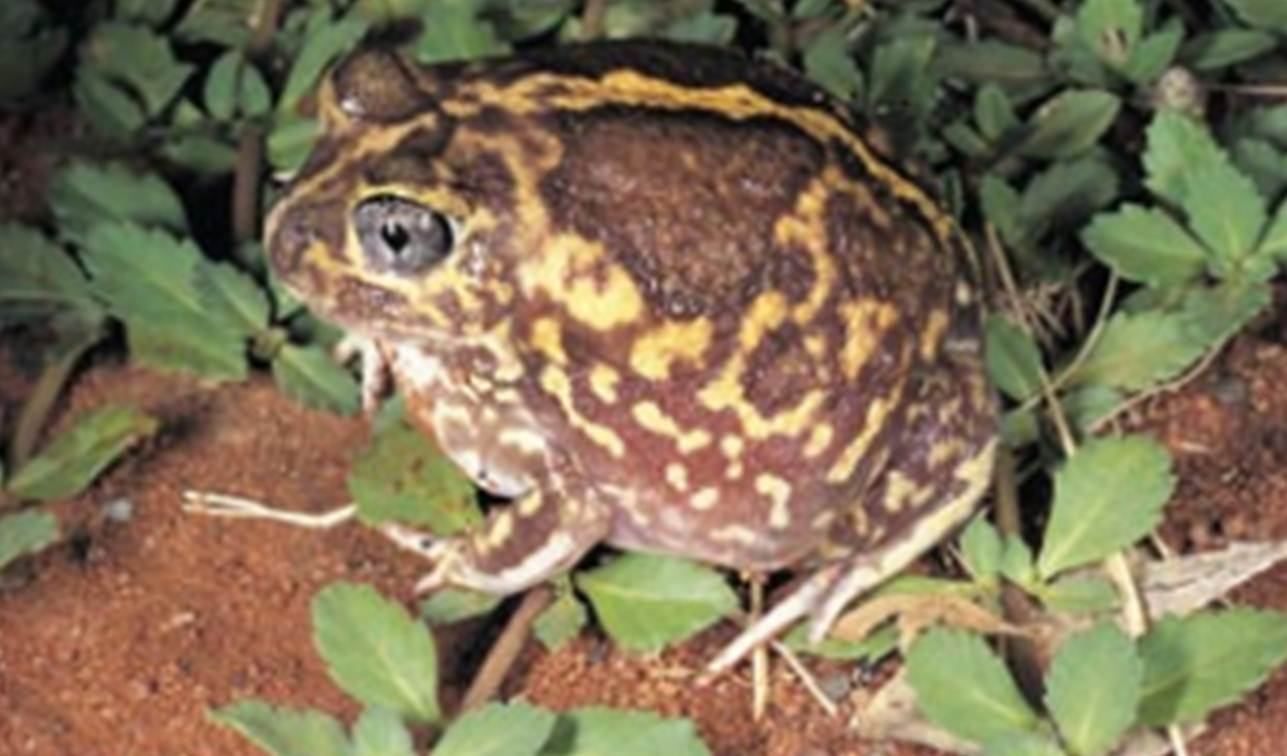Northern burrowing frog Northern burrowing frog