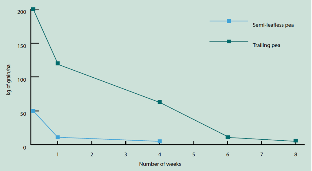 There is a decline in the amount of grain on the soil surface when field pea stubble is grazed. Sheep are more efficient at picking up relatively high levels of grain left by a conventional trailing variety which sheds seed prior to or at harvest. Most se