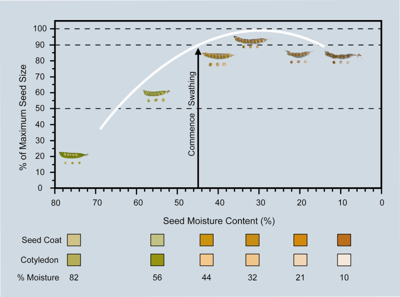 Pod, seed colour and seed cotyledon colour change with declining seed moisture content