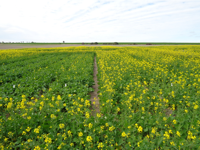 A trial at Wongan Hills looking at sowing times for canola; March sown plots flowering (Right) and mid-April sown plots starting to flower (left), photo taken July 5th.