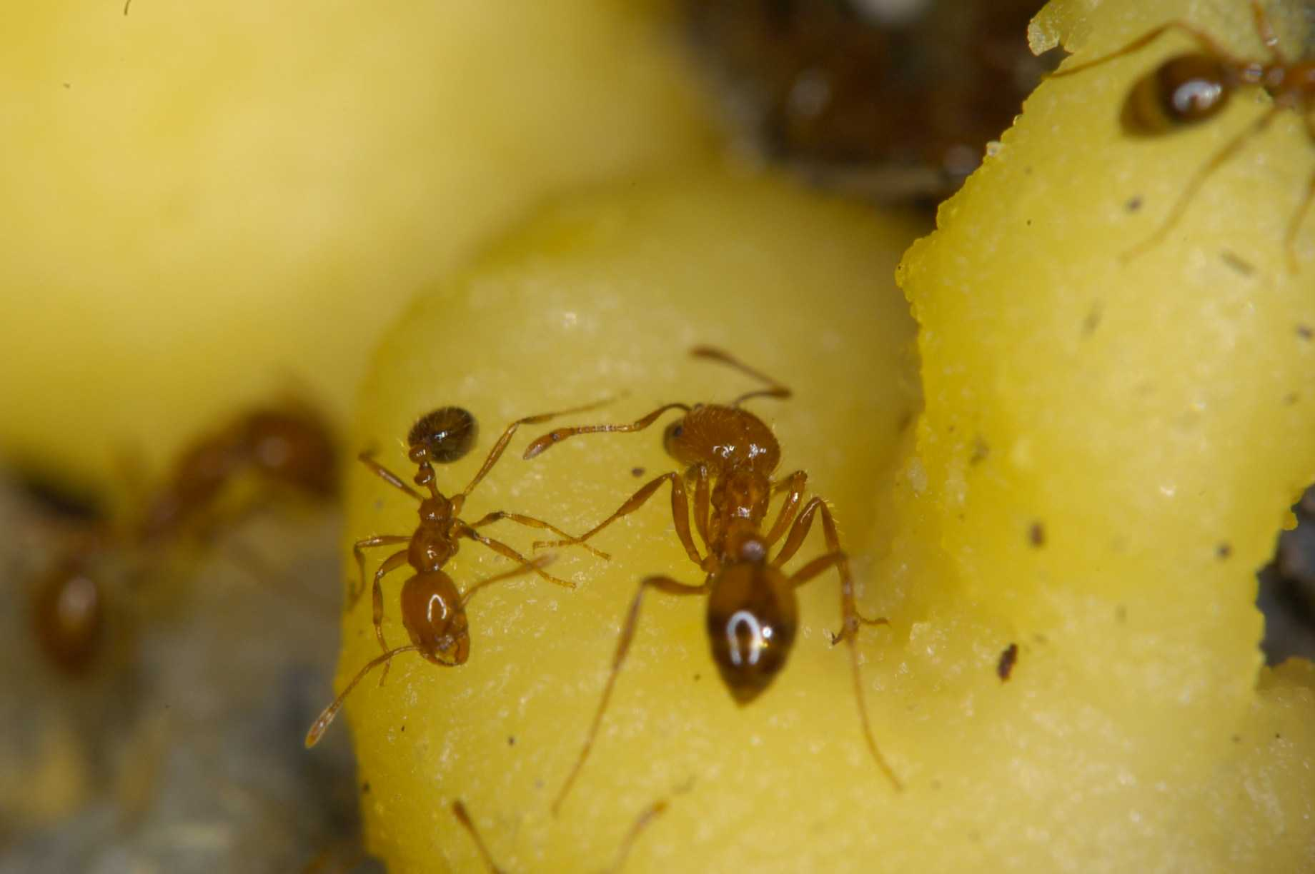 are bulldog ants the only australian ant species