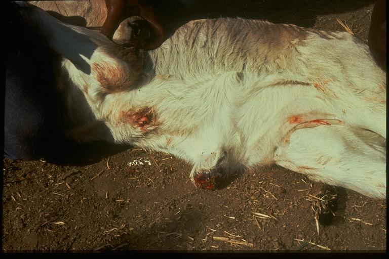 Sheep with screw worm fly. Photo credit: Philip Spradbery