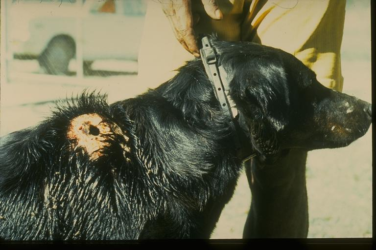 Dog with screw worm fly. Photo credit: Jon Sands