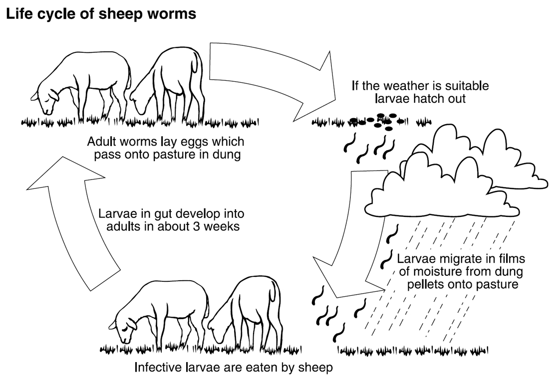 Barber's pole worm in sheep | Agriculture and Food