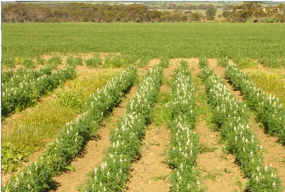 A lupin crop where simazine has been sprayed over the row A lupin crop where simazine has been sprayed over the row