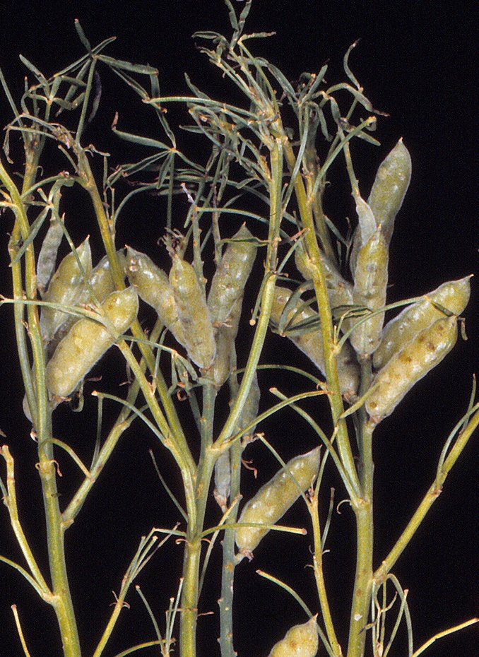 Diagnosing grey leaf spot in broadleafed crops | Agriculture and Food