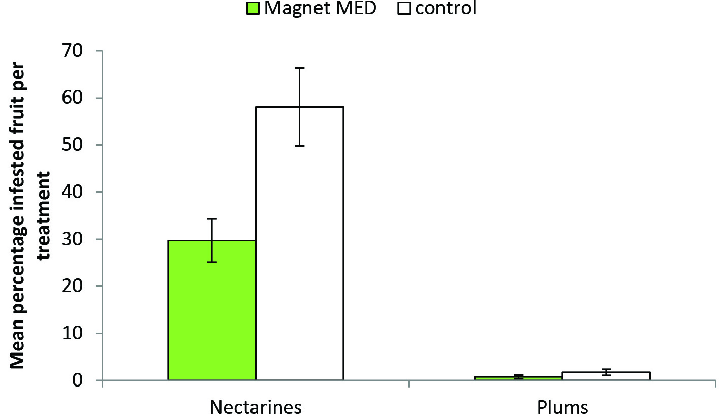 Comparison of Medfly numbers with and without Magnet MED Mean number of Medfly infested fruits per treatment
