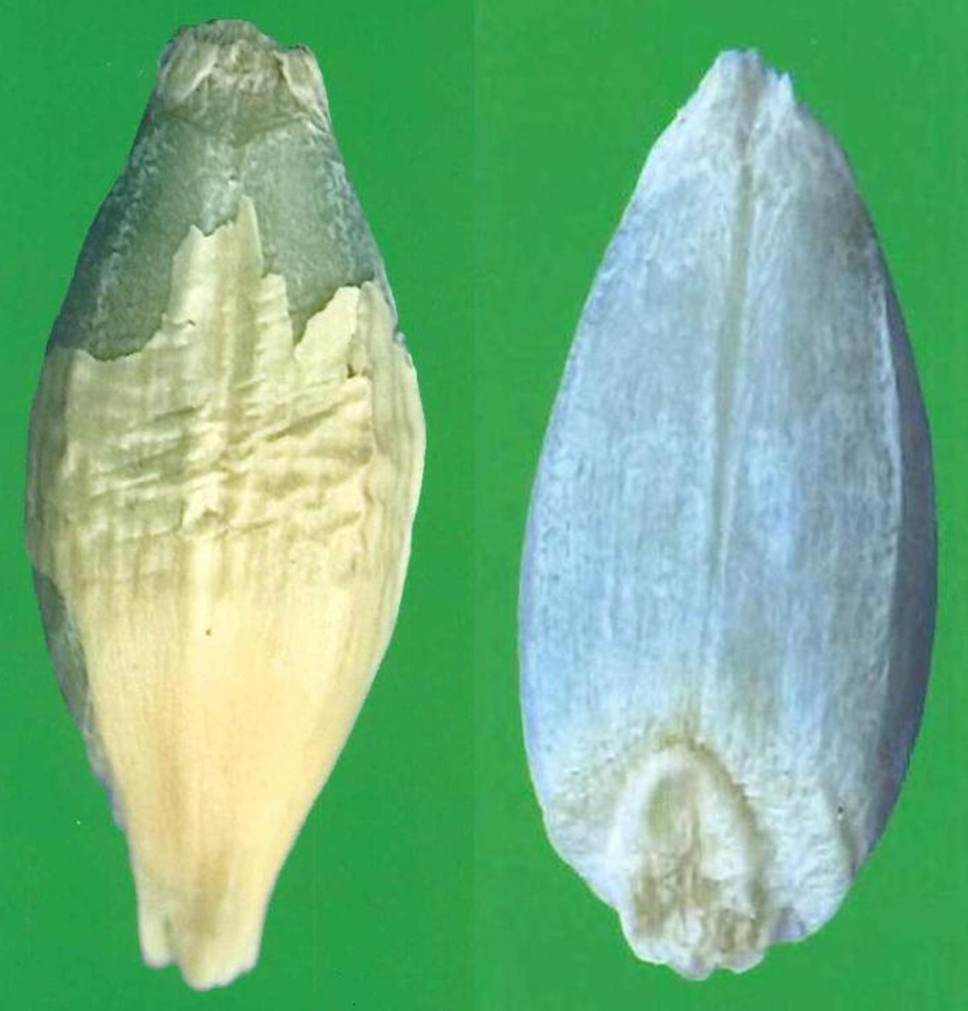 Two barley grains give a side by side comparison of the extent of blue coloring in the aleurone layer where the first has a blue tinge that is only seen when the husk is removed, the second is bright enough to show clearly through the husk